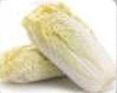 Chinese Cabbage